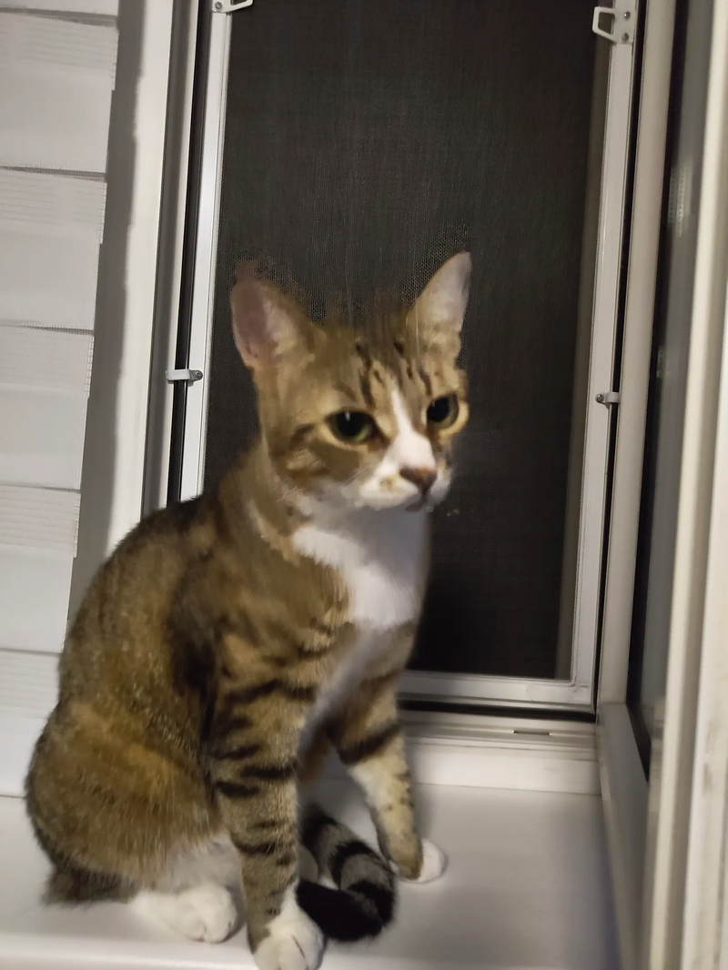meet-mira-img1